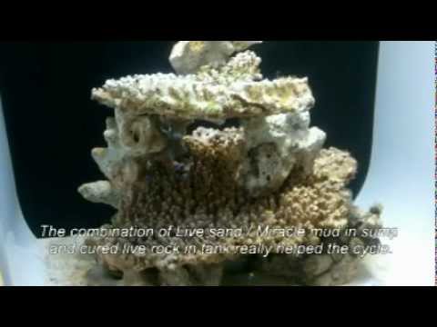 Biorb Life 60 ltr marine tank.