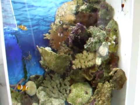 Biorb Life marine salt water reef tank