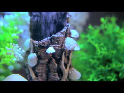 biOrb Living Pictures Classic 30 Shells