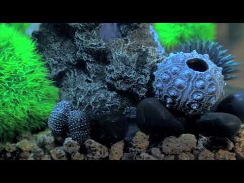 biOrb Living Pictures Flow 15