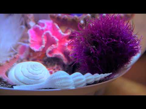 biOrb Living Pictures Halo 30 – Purple pink