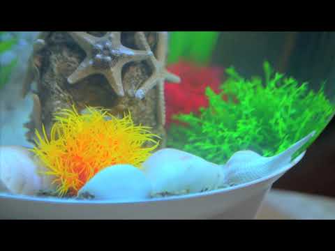 biOrb Living Pictures Halo 30 – White Sea Star
