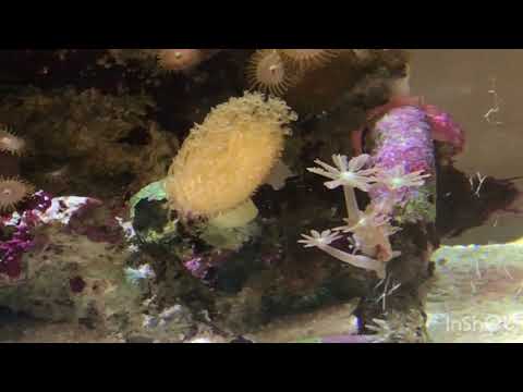 Biorb Mini Reef Aquarium