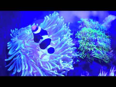 Biorb Reef Tank