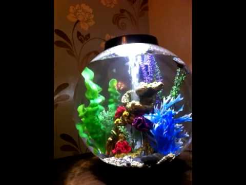 Biorb TImelapse