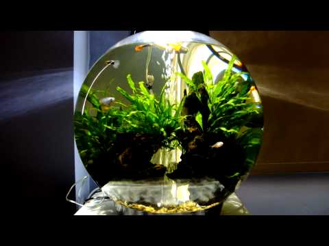 BiOrb Tropical 30l Overview – Dwarf Gourami, Guppies and Tetra