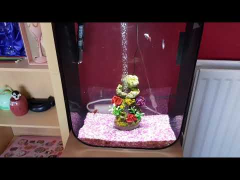 Biorb tropical setup
