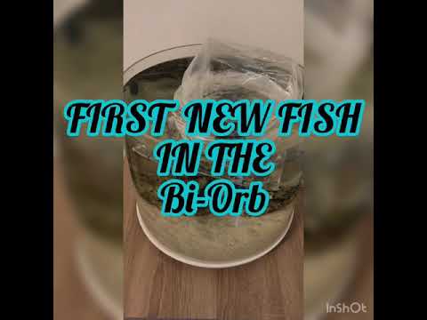 BiOrb Tube 35 with sump NEW FISH