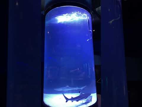 Biorb Tube Aquarium