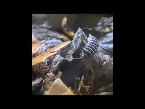 BiOrb with Zebra Isopods