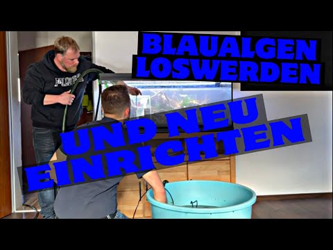 Blaualgenprobleme, was dagegen tun?  Neueinrichtung Eheim Vivaline 240