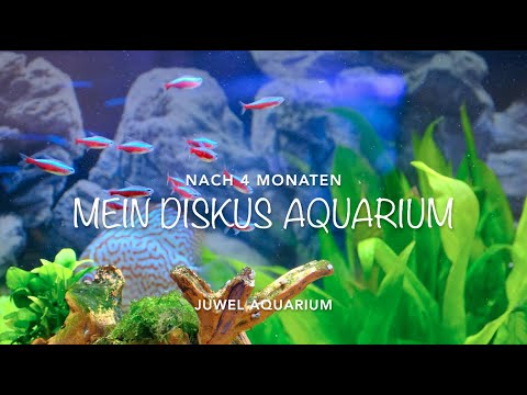 Blick in mein Diskus Juwel Aquarium nach 4 Monaten – Weniger Pflanzen mehr Platz für die Fische