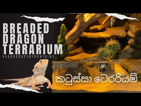 Breaded Dragon Terrarium__ කටුස්සන් කූඩුව @MD Fish Tanks @Green Aqua