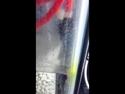 Bubble magus c-100
