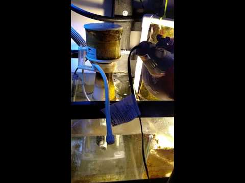 Bubble magus G5 protein skimmer