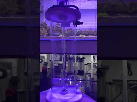 bubble magus kalk reactor #shorts