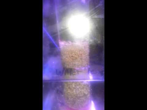 Bubble Magus Mini 70 and pellets.