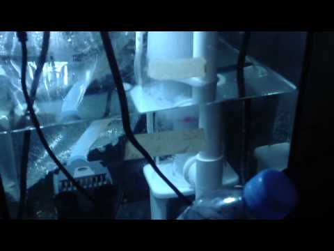 Bubble magus nac3.5 skimmer