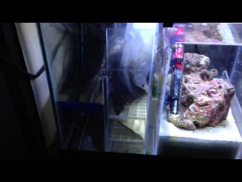 Bubble Magus NAC6 Microbubbles