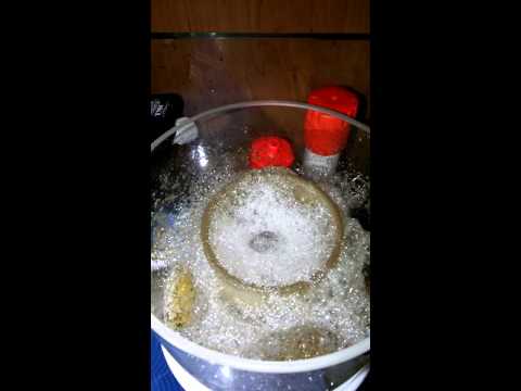 Bubble magus Protein Skimmer Magus Curve 5