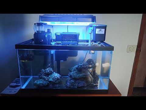 Bubble Magus QQ1// Seachem Tidal 55// Jebao sdw-5 //Algae scrubbe – acuario marino.