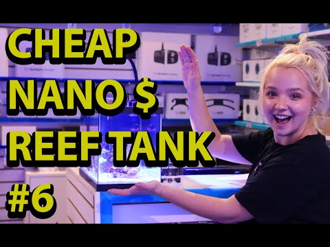 Building The Cheapest Nano Reef Tank: Episode 6 Tia Takeover