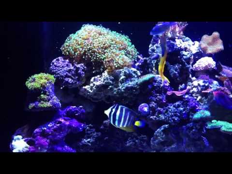 Cadlights versa 42g with Kessil A160WE reef tank