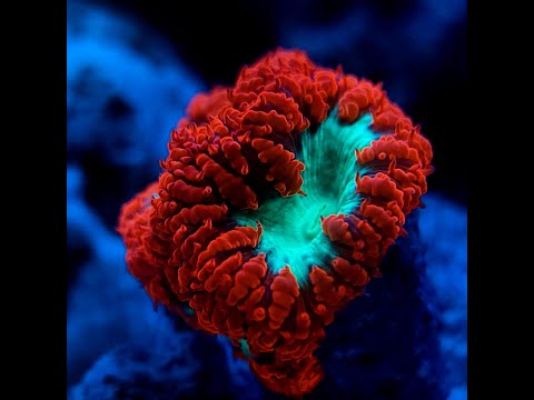 Canadian Reef Masters Red Sea Reefer 250 Coral Reef Aquarium December Update