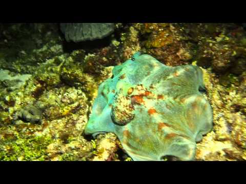 Caribbean Reef Octopus