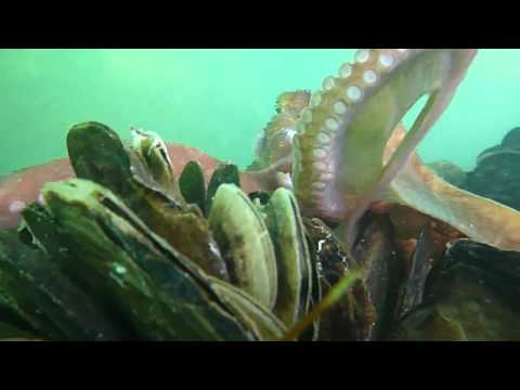 Caribbean Reef Octopus 2