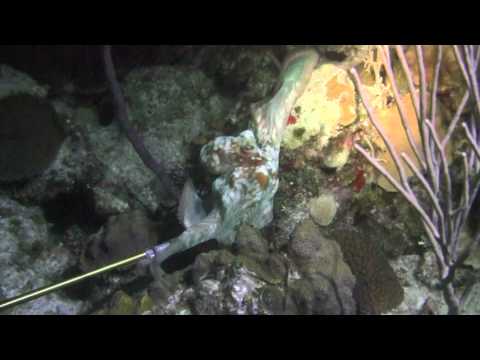 Caribbean Reef Octopus