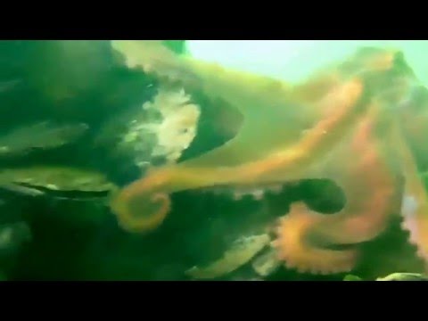 Caribbean Reef Octopus