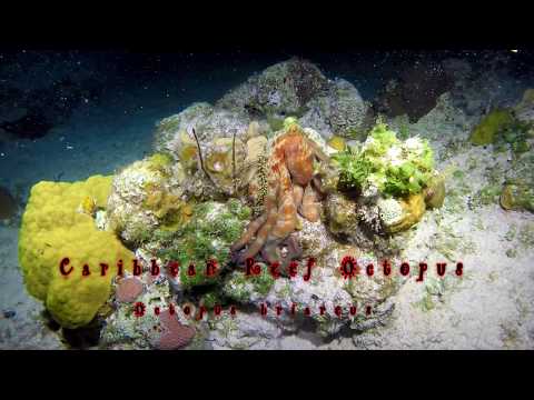 Caribbean Reef Octopus