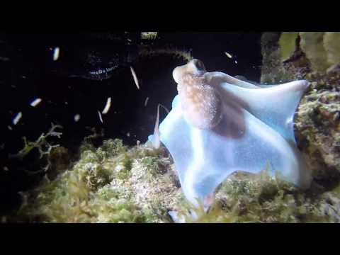 Caribbean Reef Octopus