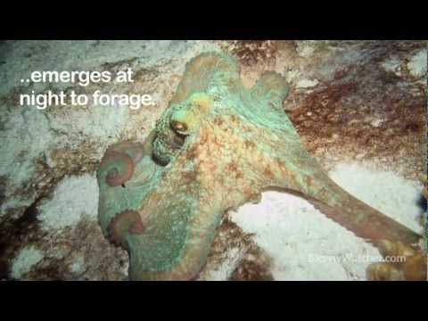 Caribbean Reef Octopus – Blennywatcher.com