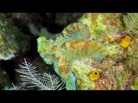 Caribbean Reef Octopus camouflage