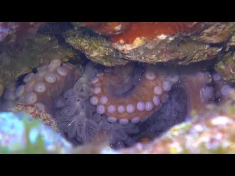 Caribbean Reef Octopus Eggs