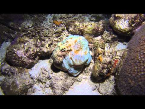 Caribbean Reef Octopus Inking