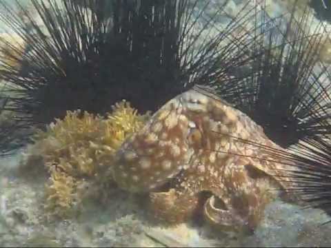Caribbean Reef Octopus Leinster Bay St. John Virgin Islands 2007