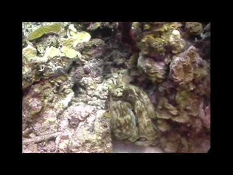Caribbean Reef Octopus Looking for Lunch in Grand Cayman
