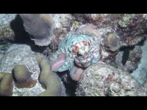 Caribbean Reef Octopus @ Night: Bonaire – March 2015