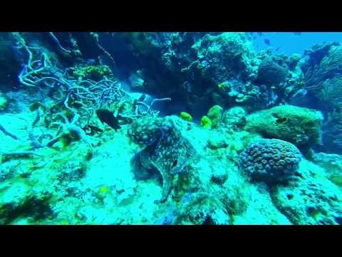Caribbean reef octopus on rare day hunt.