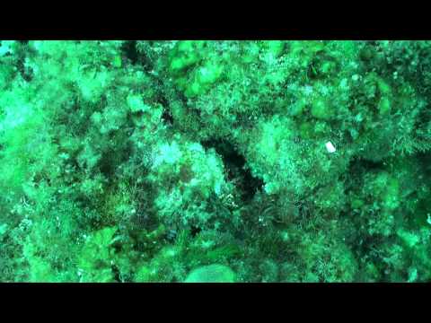 Caribbean reef octopus playing