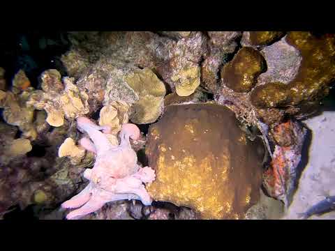 Caribbean Reef Octopus Rapidly Changing Colors