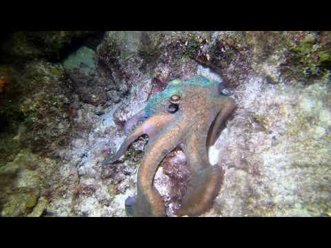 Caribbean reef octopus show at night 2020