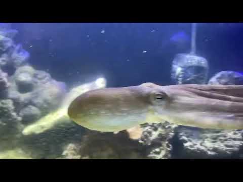 Caribbean Reef Octopus swimming in tank