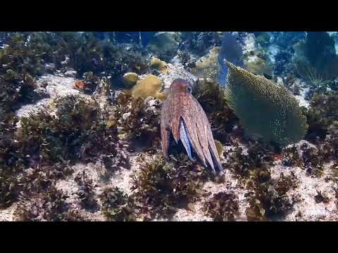 Caribbean reef octopus – Taken off Divetech, Grand Cayman, Cayman Islands