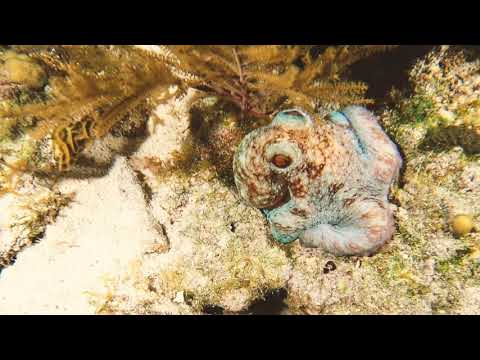 Caribbean Reef Octopus(Belize)