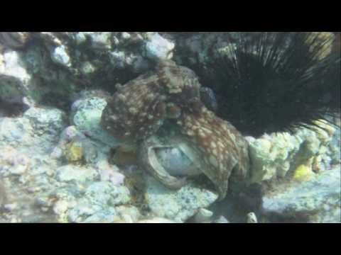 Carribean Reef Octopus — St. Thomas US Virgin Islands — Snorkeling at Coki Beach