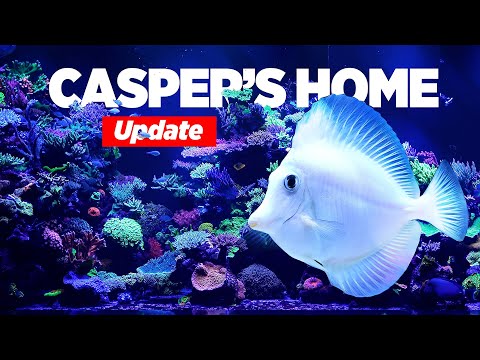 Casper's 1500G Reef Tank UPDATE